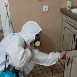 Дезинфекция от муравьев в квартире в Новом Осколе